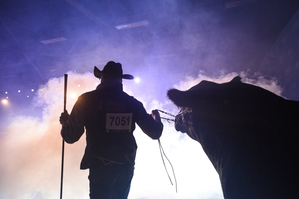 Livestock Photography