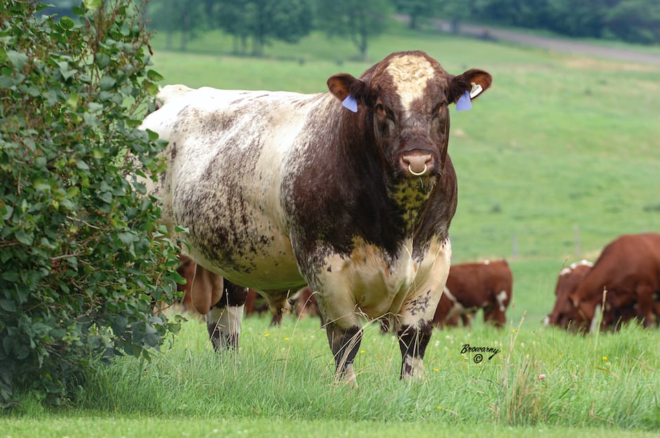 Livestock, seed stock, pure breed images to use for sales, auction, marketing. Big and small farm.