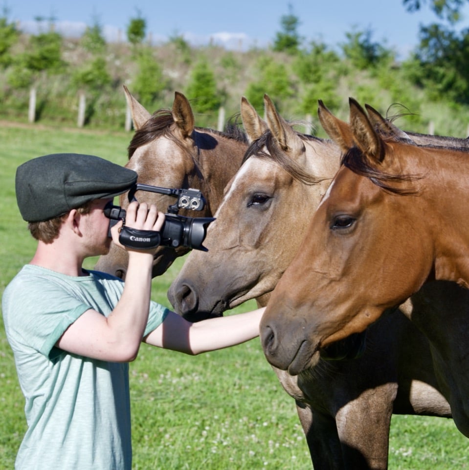 Professional horse photography