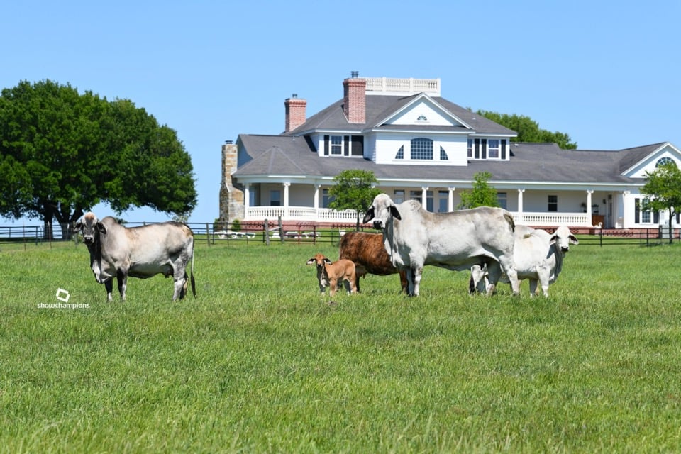 On farm and ranch photography of animials, buildings and people
